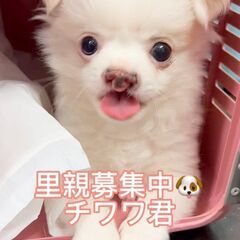 丸々かわいいチワワ　子犬ちゃん！！　●●アゴはネコでお世話・里親...