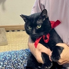 TNR予定だった黒猫さん − 京都府