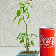 ミニ盆栽ジュジュサンゴ