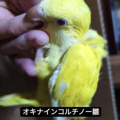 オキナインコルチノー雛