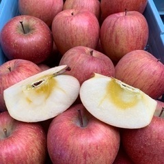 完熟りんご サンふじ 着色不良果 1kg~ 中大玉