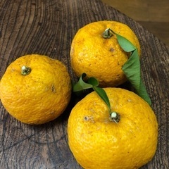 銀鏡産　無農薬柚子　