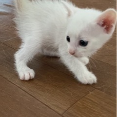 生後5週のかわいい白猫🐱❤️ - 沖縄市