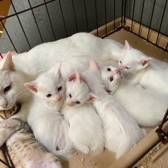 生後5週のかわいい白猫🐱❤️ − 沖縄県