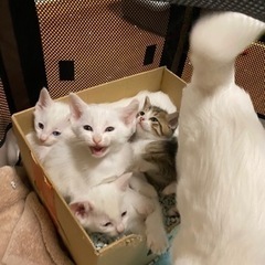 生後5週のかわいい白猫🐱❤️ - 里親募集