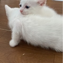 生後5週のかわいい白猫🐱❤️ - 猫