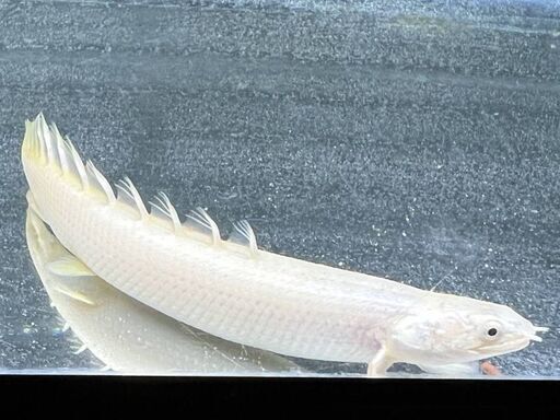 純白　プラチナセネガルス　極上個体　ハイグレード　ポリプテルス