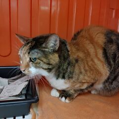 10歳の三毛猫、もらってください。 − 愛知県