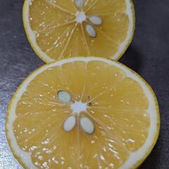 レモン　マイヤーレモン　国産　🍋🍋🍋栽培期間農薬不使用