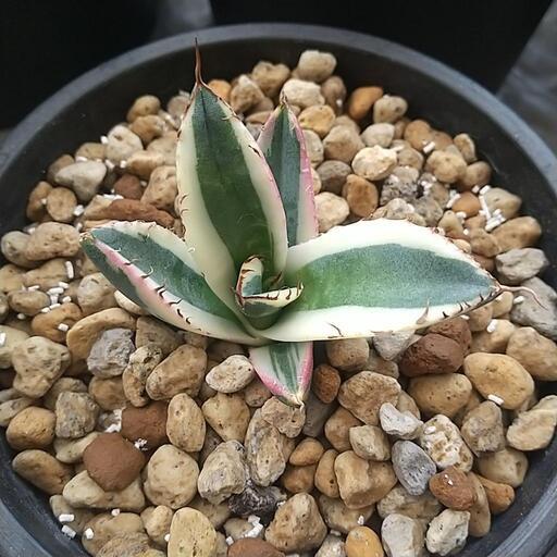 100%新品限定SALEアガベ チタノタ スナグルトゥース agave titanota Snaggletooth 多肉植物 アガベ