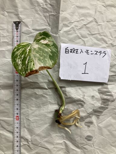 白斑入りモンステラ 【No.1】根は充分に伸びています。