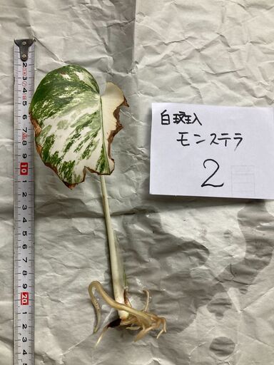 白斑入りモンステラ 【No.２】根は充分に伸びています