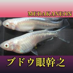 ブドウ眼幹之　稚魚１０匹＋α