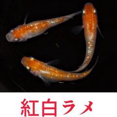 紅白ラメ　稚魚１０匹＋α