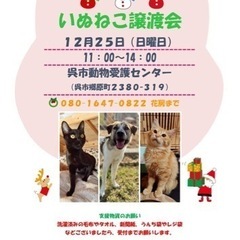 12月25日　犬猫譲渡会 呉市動物愛護センター