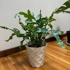フレボディウム ブルースター 観葉植物