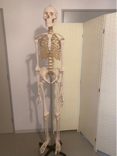 骨模型［お取引中です］