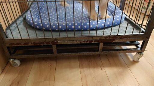 相談中】 大型犬ok ドッグケージ