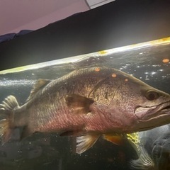 バラマンディ目測50〜55センチ