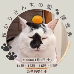 譲渡型猫カフェ CAIT SITH 譲渡会