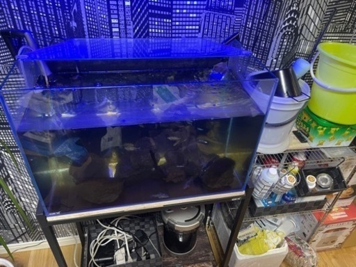 値下げ！熱帯魚フルセット！取りに来れる方限定！