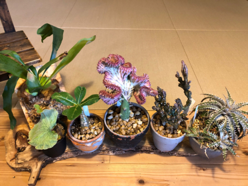 ユーフォルビア等流行りの男前植物6点セット