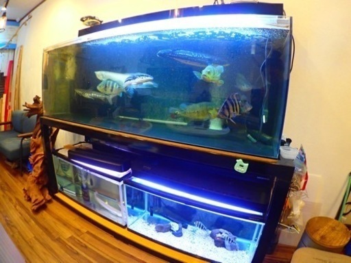 【バラ売り相談◎】1800水槽台付きフルセット／900水槽×2