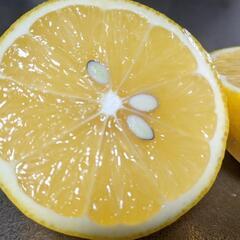国産　マイヤーレモン　栽培全期間農薬不使用