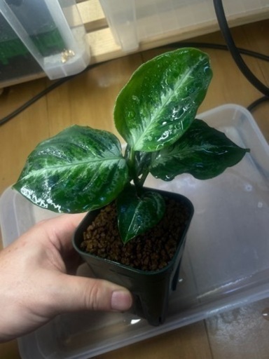 インドネシア原産の熱帯植物