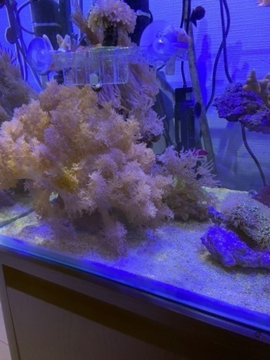 ヌメリトサカ　ウミアザミ親株