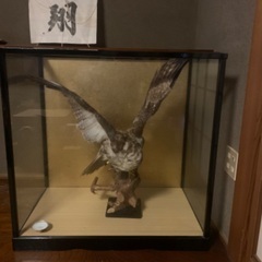 鷲or鷹の剥製(ガラスケース入り)