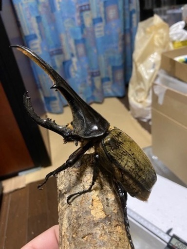 ヘラクレス♂単158mm