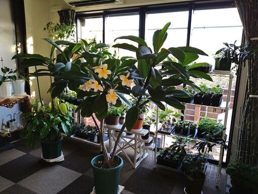 三年物 プルメリア ジェニー3本立ち3月1日写真追加