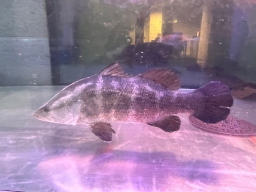 アカメ 四万十川 ±45㎝