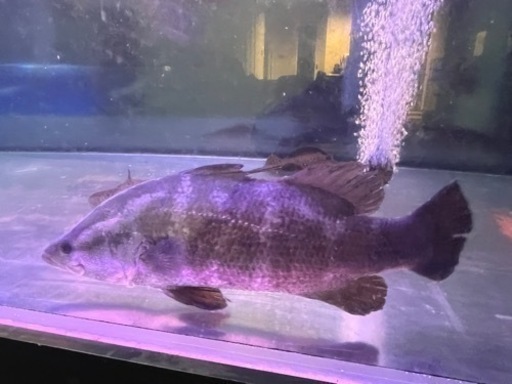 アカメ 四万十川 ±45㎝