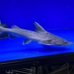 スタージョンシーキャット　±38㎝