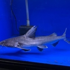 スタージョンシーキャット　±38㎝