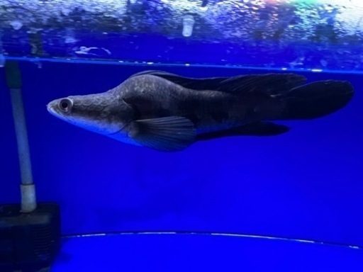 熱帯魚　チャンナマルリオイデス　ウルトラショート　±25㎝