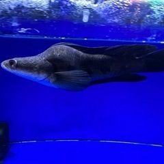 熱帯魚　チャンナマルリオイデス　ウルトラショート　±25㎝