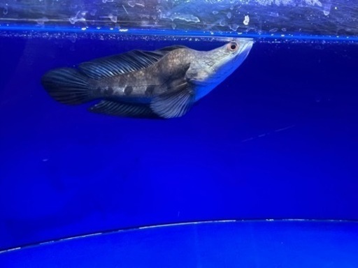 熱帯魚　チャンナマルリオイデス　ウルトラショート　±25㎝