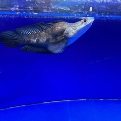 熱帯魚　チャンナマルリオイデス　ウルトラショート　±25㎝