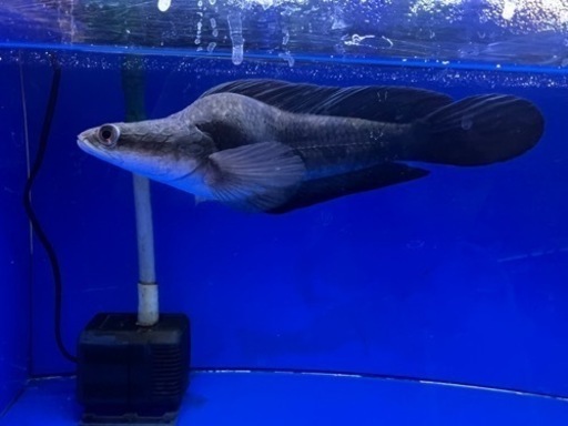 熱帯魚　チャンナマルリオイデス　ウルトラショート　±25㎝