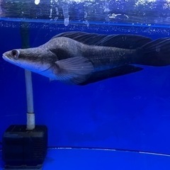 熱帯魚　チャンナマルリオイデス　ウルトラショート　±25㎝