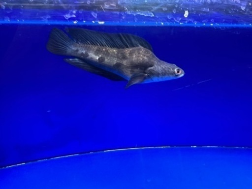 熱帯魚　チャンナマルリオイデス　ウルトラショート　±25㎝