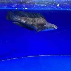 熱帯魚　チャンナマルリオイデス　ウルトラショート　±25㎝