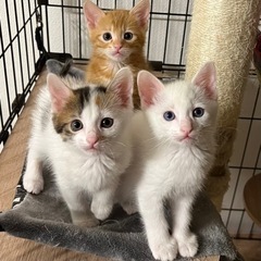 【急募】港区近郊で保護猫の預かりボランティアさん募集🐈