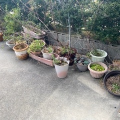 無料で差し上げます　植木鉢