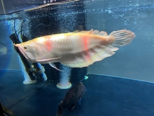 アルビノシルバーアロワナショートボディ 引取限定
