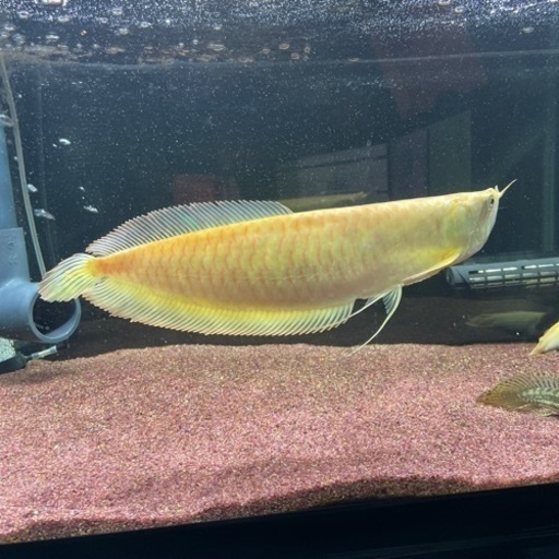 アルビノシルバーアロワナ 35cm~40cm アルビノシルバーアロワナ 35〜40cm