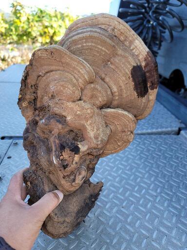 激安王価格‼️楠木の猿の腰掛、天然物 激安王価格‼️楠木の猿の腰掛、天然物